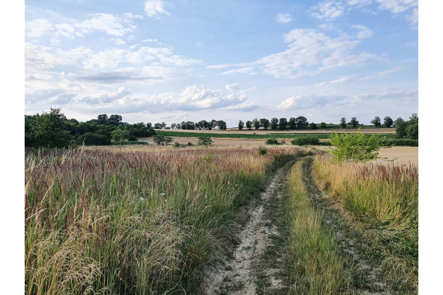 powiat wołowski, Wińsko, Parkowa, Atrakcyjna działka budowlana w cichej okolicy