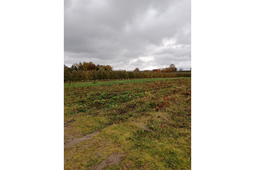 Warszawa, Ursynów, Sprzedam działkę 8235 m2 Ursynów